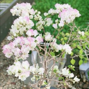 Meet your Posher, Francesca